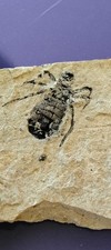 fossile,Insecte,Cabinet De