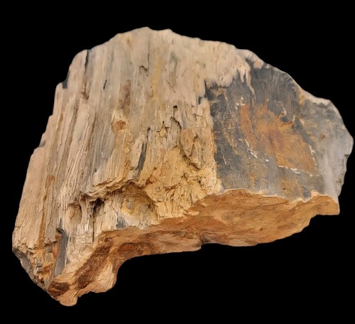 Fossile bois fossilisé - fossile,
