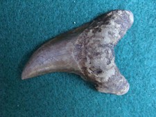 2.14inch benedini shark tooth