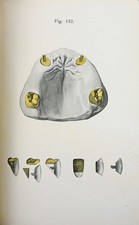 dentisterie.  PREISWERK