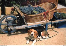 Animaux - Chiens - Beagle - Pays Méditerranéen - Brouette - CPM - Voir Scans Rec