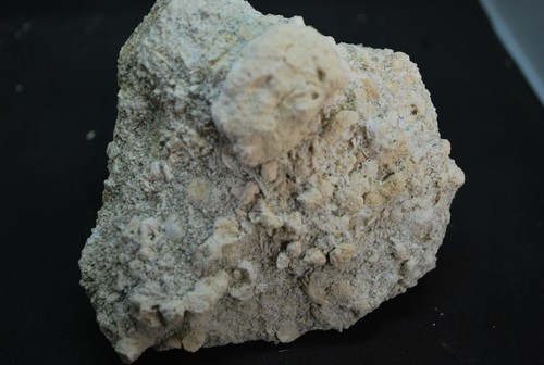 Corail fossile cap - corail, du