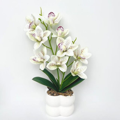 Orchidée cymbidium rose - cymbidium,