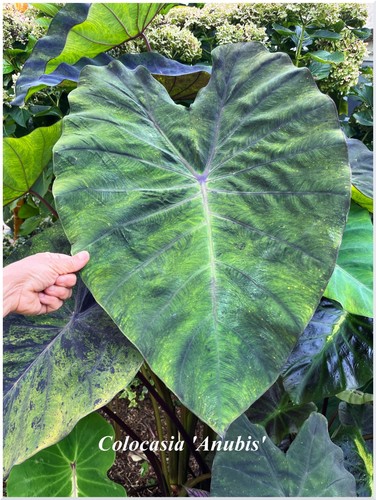 Colocasia anubis plant - colocasia,