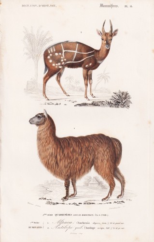 Auchenia alpaca alpaka scripta - alpaca,