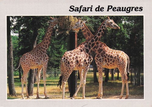 Peaugres safari - safari,