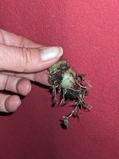 🏜 1 BULBE de CEROPEGIA WOODII  "CHAINE DE COEUR"  String Hearts Rosary Vine