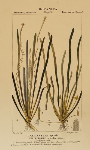 Turpin vallisnéria spirale - turpin,