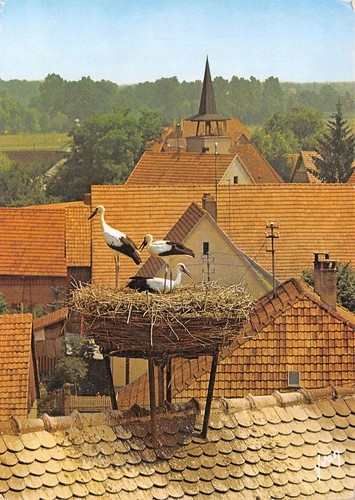 Alsace nid cigognes - 67,