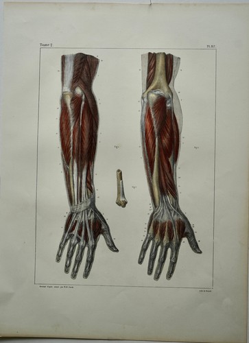 Bourgery jacob anatomie - anatomie, 1844