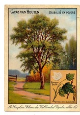 ANCIEN CHROMO - CACAO VAN HOUTEN - LE PEUPLIER BLANC DE HOLLANDE