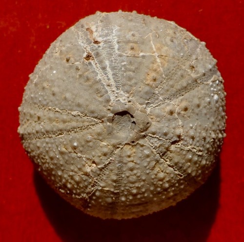 Oursin fossile jurassique - fossile,