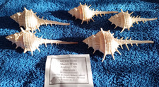 Muricidae Murex Trapa Shells Natural Seashells Rare Lot 5 Pcs, Thailande Sea