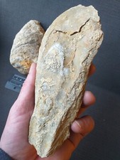 Ostrea Crassissima, Huitre