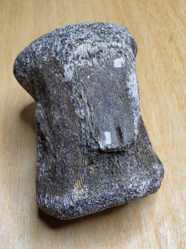 Mosasaur vertebrae ozan - vertebrae, tx