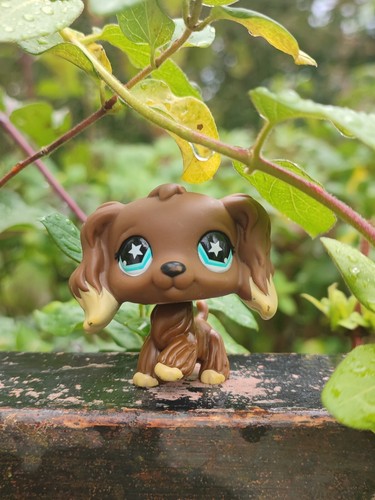 Lps épagneul cocker - Épagneul,