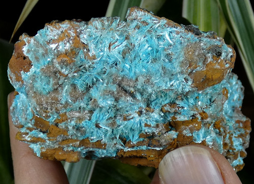 Cristaux aurichalcite bleu - cristaux,