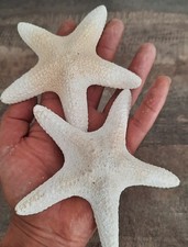 curiosité ,Coquillage : Lot De 2 Etoiles De Mer Blanches