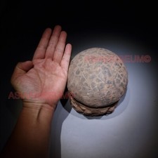 Dinosaure Oeuf Hadrosaur Nid