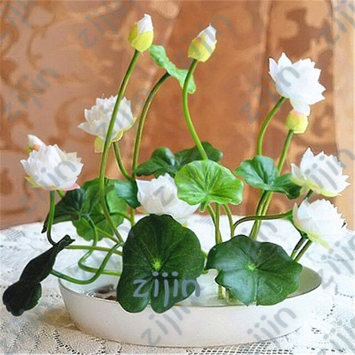 Graines fleur lotus - de,