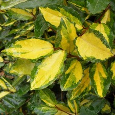 Elaeagnus pungens 'Maculata' -