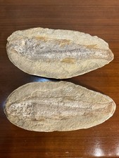 POISSON FOSSILISÉ , POSITIF ET NEGATIF. CABINET DE CURIOSITÉ. PIERRE COLLECTION