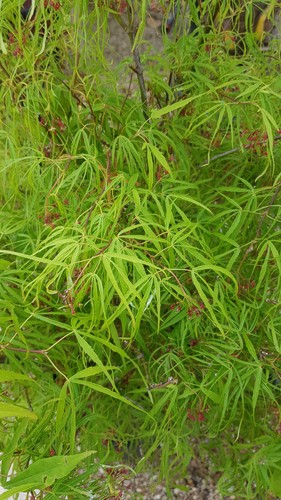 Acer palmatum koto ito - 'koto-no-ito', /