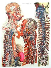 Lithographie Table Anatomique