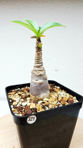 Adenium red caudex - ("kal, x