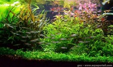 Plantes aquarium de 30L avec 6