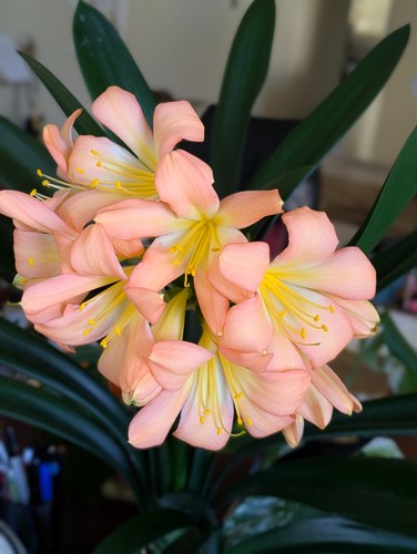 Clivia seedling rudo lotters - seedling,