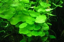 Hydrocotyle leucocephala