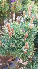 Pinus mugo 'Mughus' / Pin nain