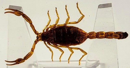 Scorpion dore dans - 2.9",