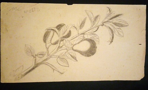 Dessin signé branche arbre - signé:,