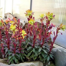 Euphorbia amygdaloïdes