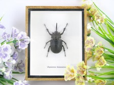 Eupatorus birmanicus  -