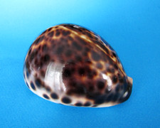 Cypraea Tigris 97,1 mm f+++ Madagascar " Beau spécimen "