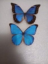 papillons naturalisés