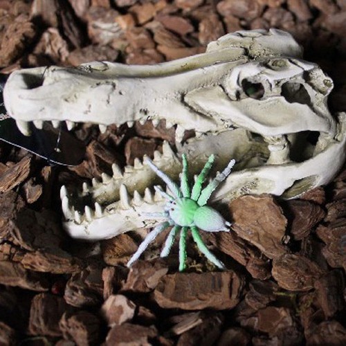 vivarium