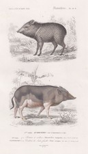 Sangliers Pecari Pig Tajacu Pekari Gravure Orbigny Stahlstich 1861