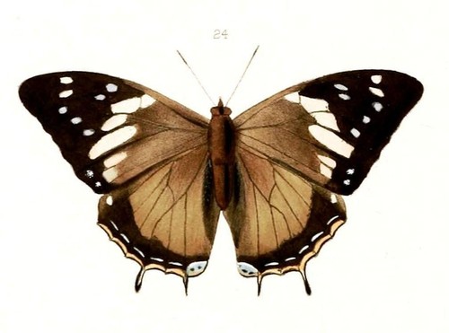 Entomologie nymphalidae non - nymphalidae,