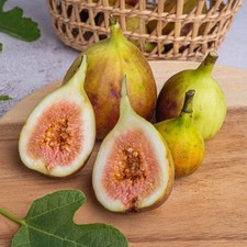 Ficus carica 'Castle Kennedy'