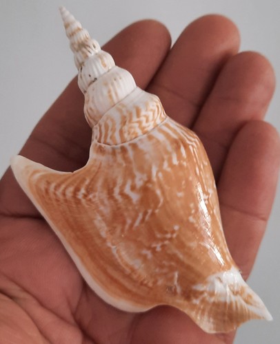 Curiosité taxidermie - ,,