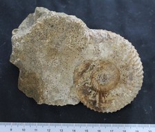 Ammonite fossile Bajocien