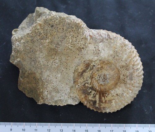 Ammonite fossile bajocien - ammonite,