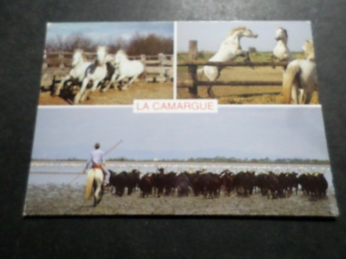 Carte postale camargue - carte,