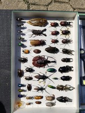 CADRE VITRINE INSECTE NATURALISE ENTOMOLOGIE TAXIDERMIE CABINET DE CURIOSITES