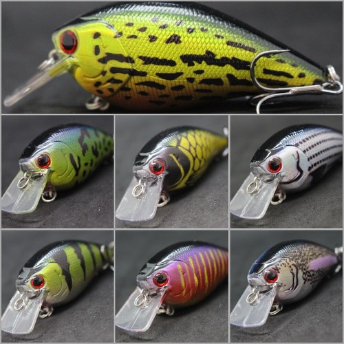 Squarebill poissons nageurs - squarebill,