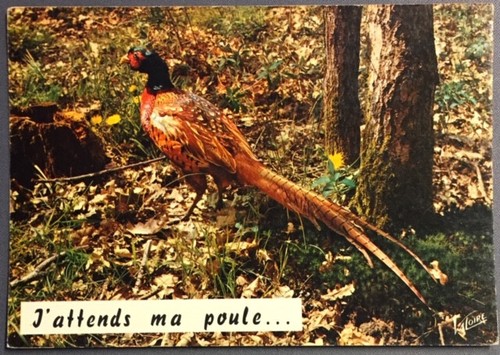 Carte postale humoristique - carte,